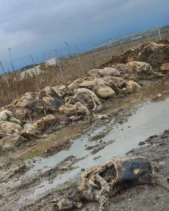 Απώλειες ζώων διατροφής στη Θεσσαλία με αριθμούς