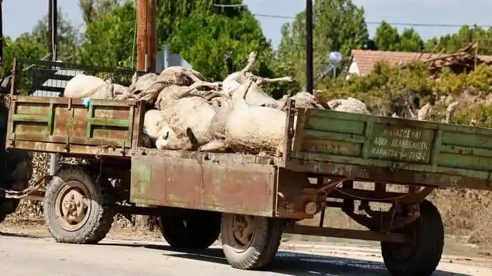 Απώλειες ζώων διατροφής στη Θεσσαλία με αριθμούς