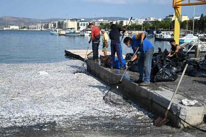 Εικόνες φρίκης στο Βόλο-Χιλιάδες νεκρά ψάρια-Παρέμβαση Άρειου πάγου