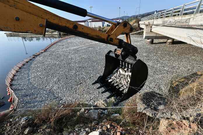 Ε.Λέκκας για Παγασητικό κόλπο: «Δεν είμαι σίγουρος για την ασφάλεια της ταφής των νεκρών ψαριών»